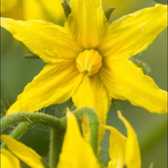 tomatoblossom